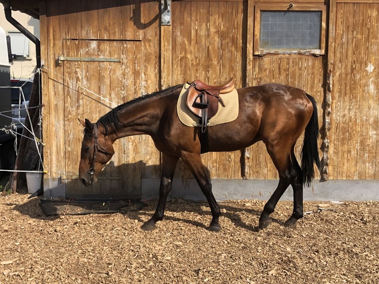 Schweizer Warmblut Wallach 3 Jahre 170 cm Brauner in Sch&#xF6;nenwerd