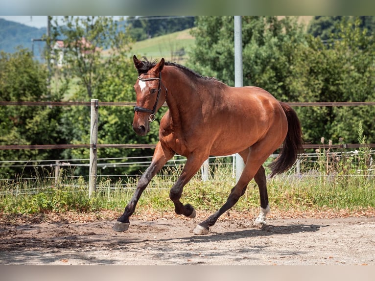Schweizer Warmblut Wallach 3 Jahre 170 cm Brauner in Bronschhofen