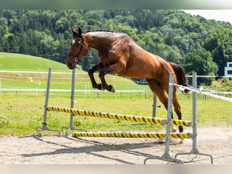 Schweizer Warmblut Wallach 3 Jahre 170 cm Brauner in Bronschhofen