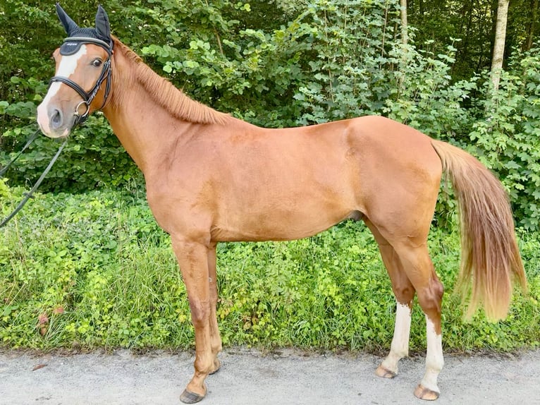 Schweizer Warmblut Wallach 3 Jahre 170 cm Fuchs in Hedingen