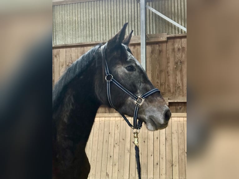 Schweizer Warmblut Wallach 3 Jahre 170 cm Schimmel in Elsoff / Westerwald