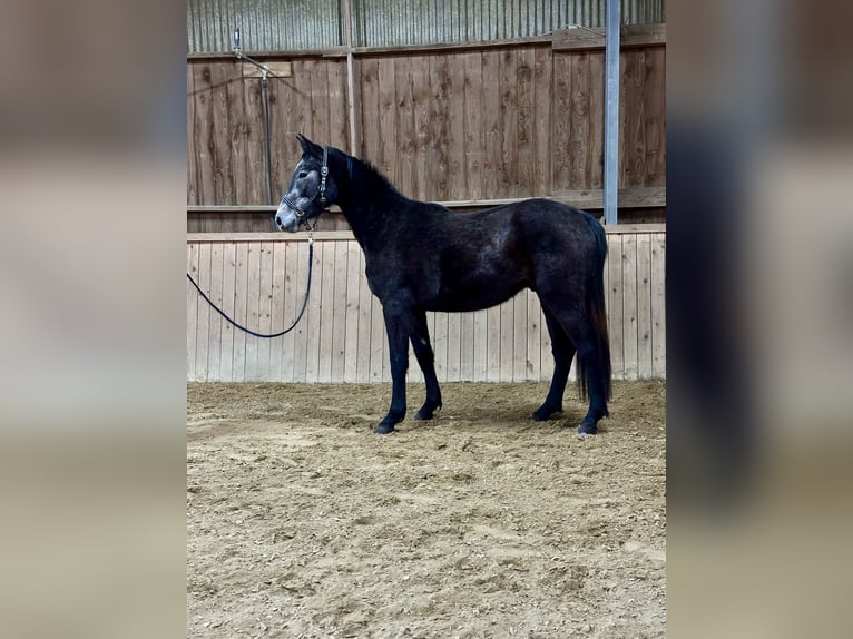 Schweizer Warmblut Wallach 3 Jahre 170 cm Schimmel in Elsoff / Westerwald