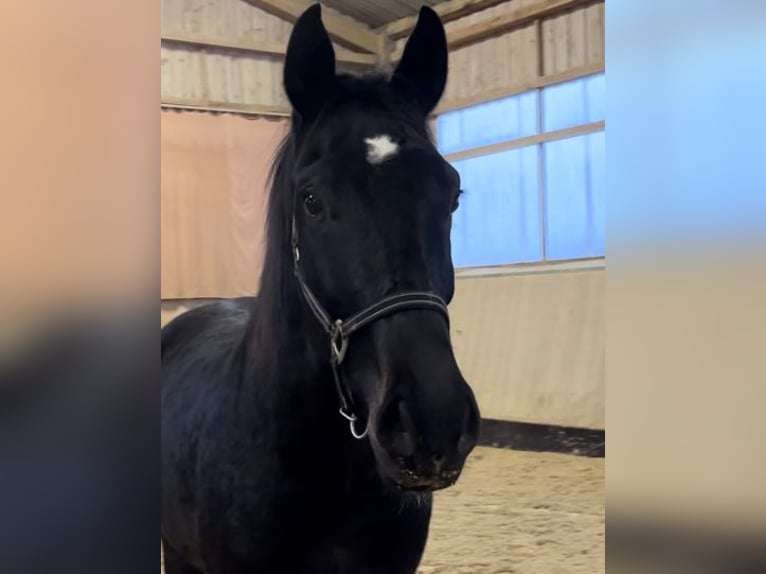 Schweizer Warmblut Wallach 3 Jahre 170 cm Schwarzbrauner in Balingen
