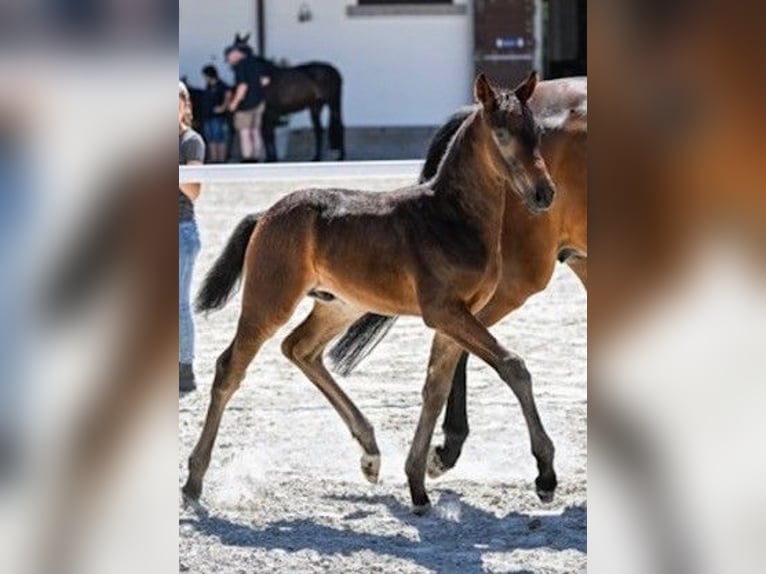 Schweizer Warmblut Wallach 3 Jahre Dunkelbrauner in Eich