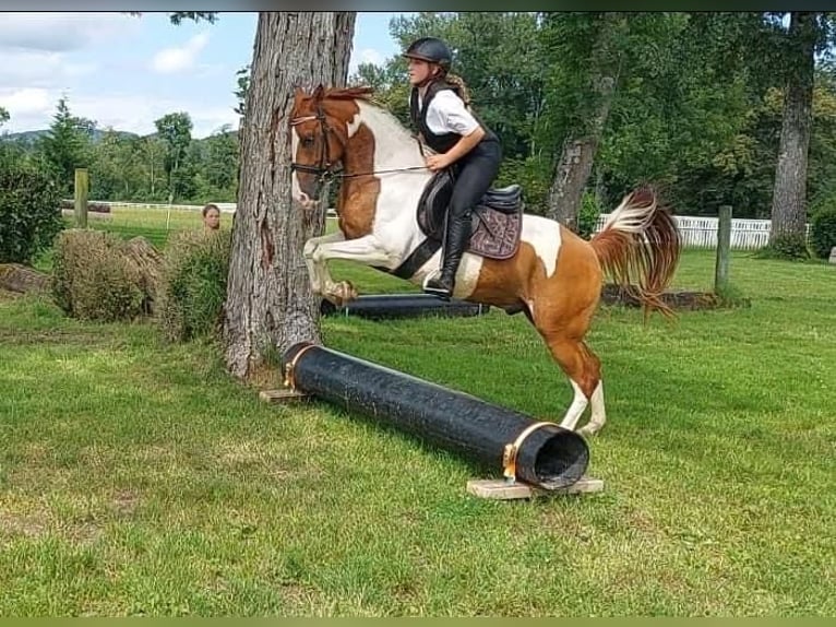 Schweizer Warmblut Wallach 4 Jahre 146 cm Schecke in Hirschthal