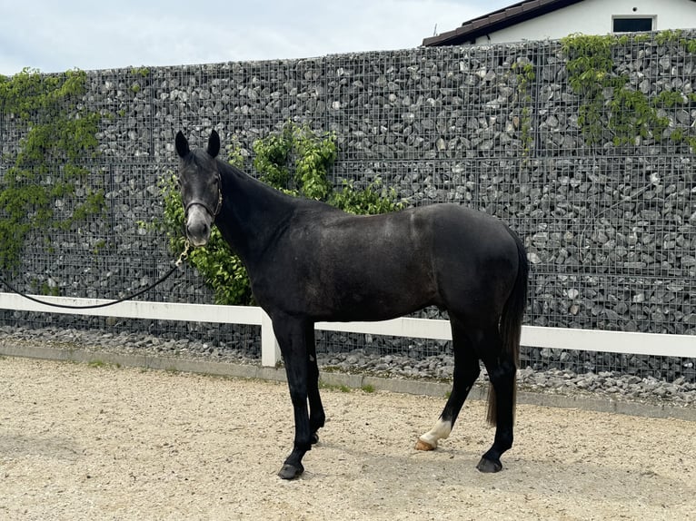 Schweizer Warmblut Wallach 4 Jahre 165 cm Schimmel in Hasle b. Burgdorf
