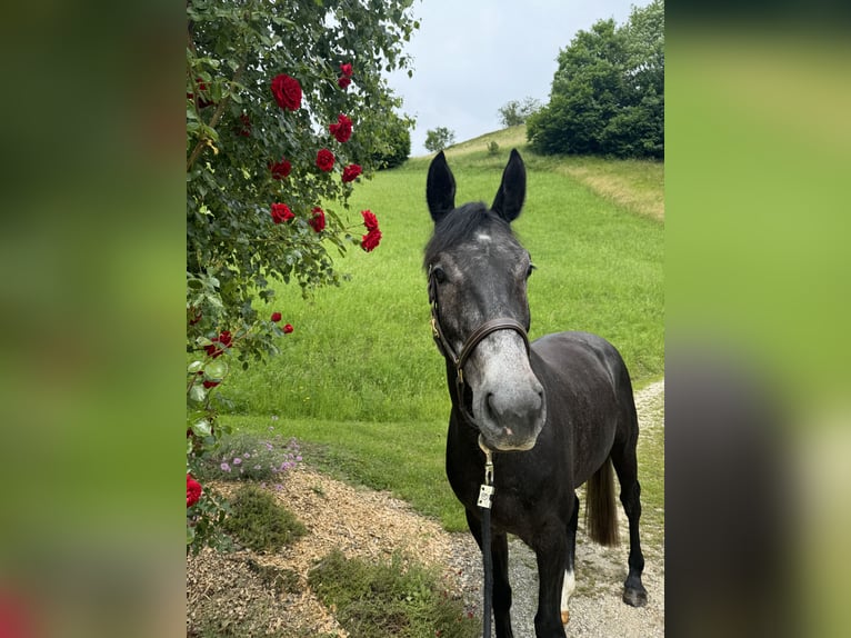 Schweizer Warmblut Wallach 4 Jahre 165 cm Schimmel in Hasle b. Burgdorf