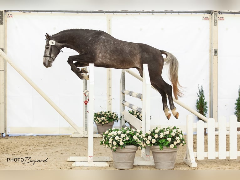 Schweizer Warmblut Wallach 4 Jahre 165 cm Schimmel in Cornol