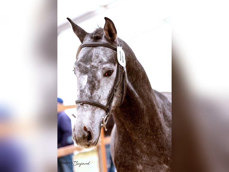 Schweizer Warmblut Wallach 4 Jahre 165 cm Schimmel in Cornol