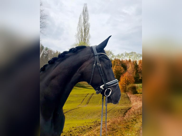 Schweizer Warmblut Wallach 4 Jahre 166 cm Rappe in Waldshut-Tiengen