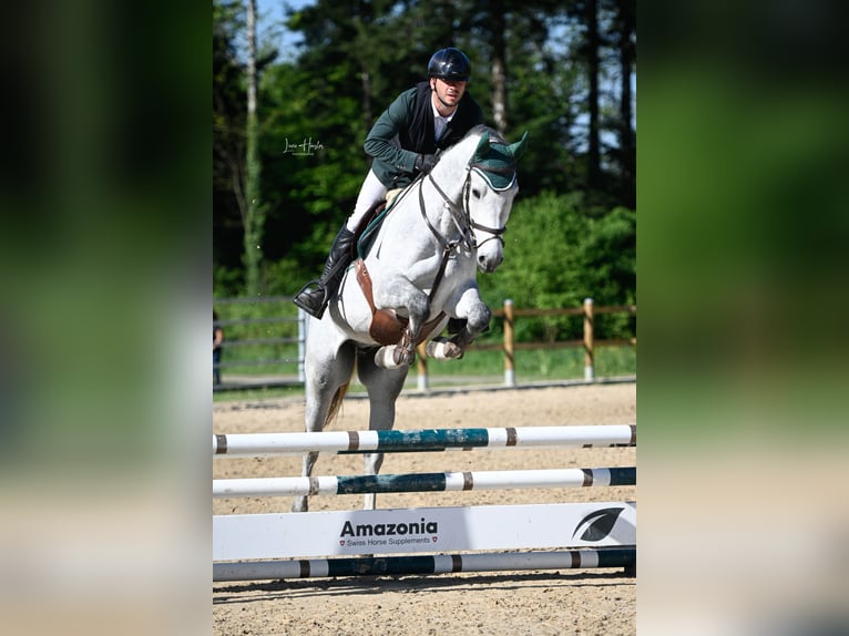 Schweizer Warmblut Wallach 4 Jahre 166 cm Schimmel in Pfeffingen