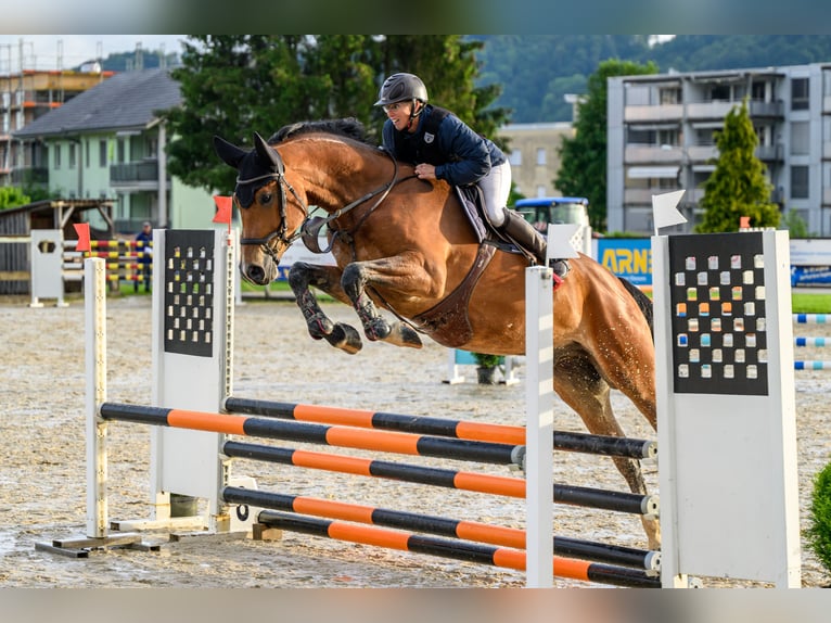 Schweizer Warmblut Wallach 4 Jahre 169 cm Brauner in Büren an der  aare