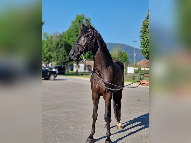 Schweizer Warmblut Wallach 4 Jahre 180 cm Rappe in Champoz