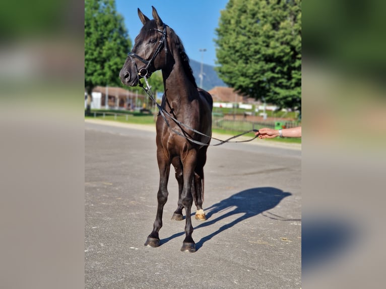 Schweizer Warmblut Wallach 4 Jahre 180 cm Rappe in Champoz