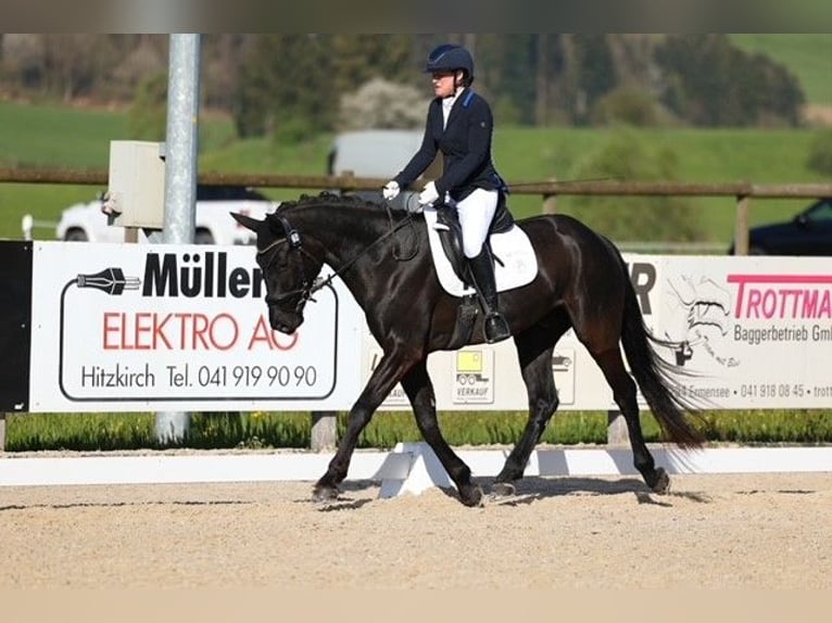 Schweizer Warmblut Wallach 5 Jahre 164 cm Dunkelbrauner in Hermetschwil-Staffeln