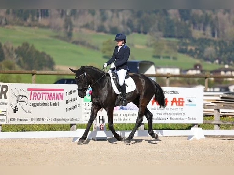 Schweizer Warmblut Wallach 5 Jahre 164 cm Dunkelbrauner in Hermetschwil-Staffeln
