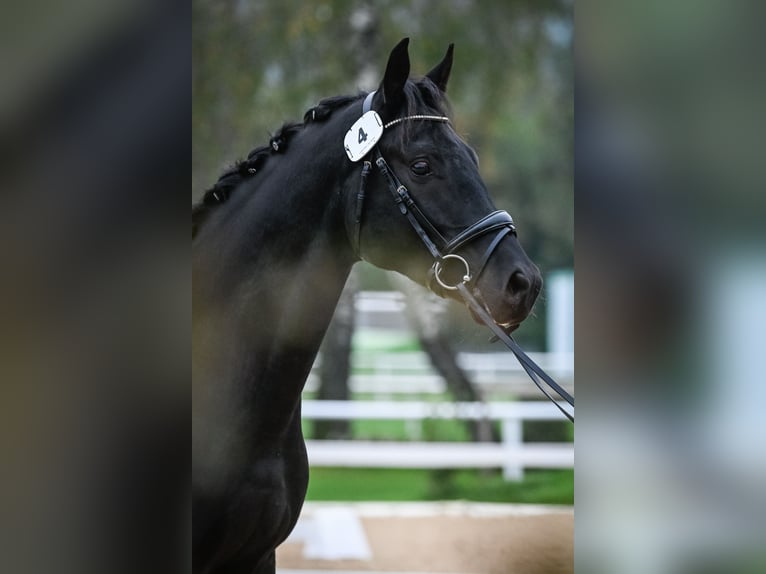 Schweizer Warmblut Wallach 5 Jahre 164 cm Dunkelbrauner in Hermetschwil-Staffeln