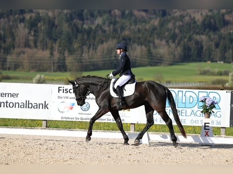 Schweizer Warmblut Wallach 5 Jahre 164 cm Dunkelbrauner in Hermetschwil-Staffeln