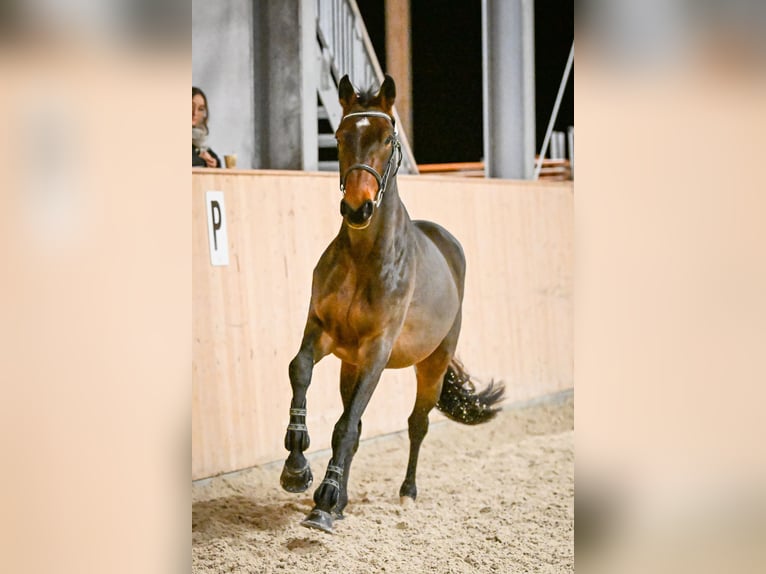 Schweizer Warmblut Wallach 5 Jahre 165 cm Dunkelbrauner in M&#xFC;nsingen
