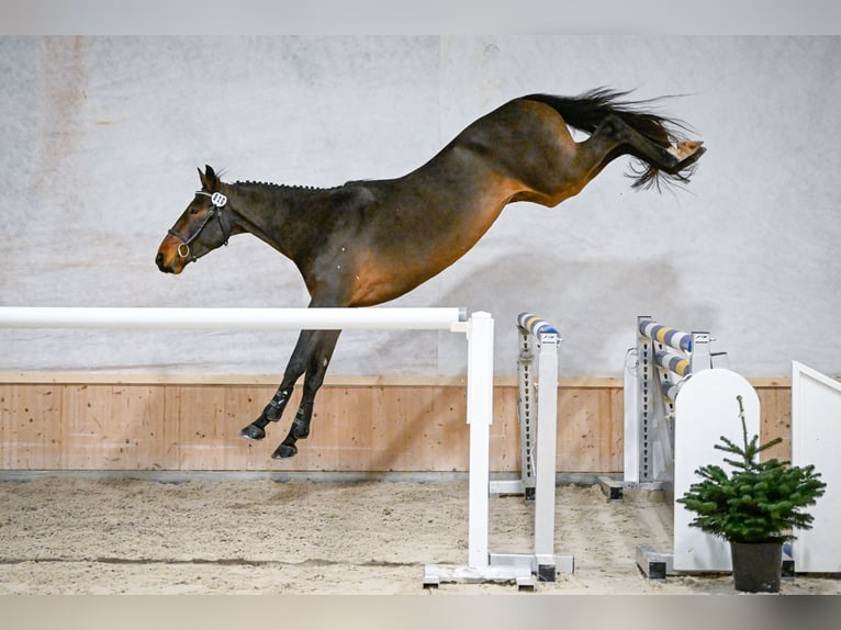 Schweizer Warmblut Wallach 5 Jahre 165 cm Dunkelbrauner in M&#xFC;nsingen