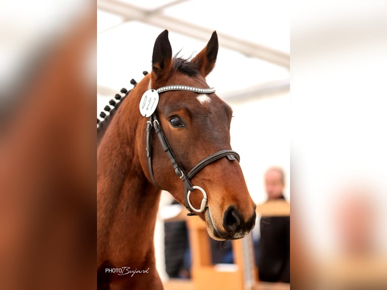 Schweizer Warmblut Wallach 5 Jahre 165 cm Dunkelbrauner in M&#xFC;nsingen