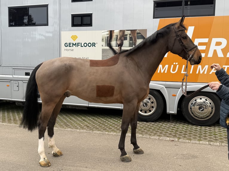 Schweizer Warmblut Wallach 5 Jahre 169 cm Brauner in Bad S&#xE4;ckingen