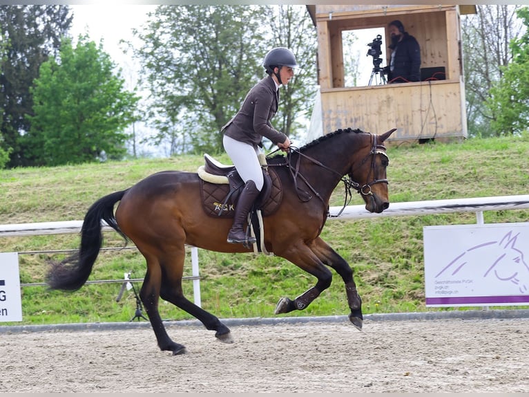 Schweizer Warmblut Wallach 5 Jahre 169 cm Brauner in Kyburg-Buchegg