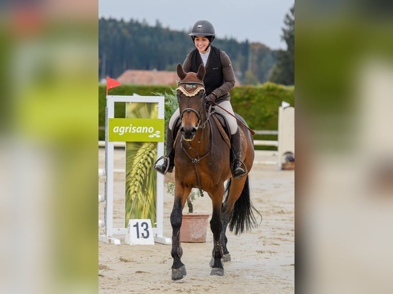 Schweizer Warmblut Wallach 5 Jahre 169 cm Brauner in Kyburg-Buchegg