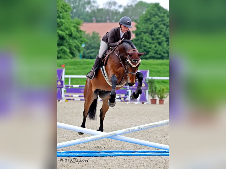 Schweizer Warmblut Wallach 5 Jahre 169 cm Brauner in Kyburg-Buchegg