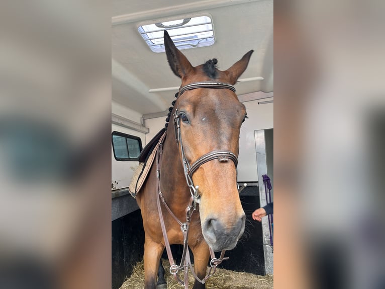 Schweizer Warmblut Wallach 5 Jahre 169 cm Brauner in Kyburg-Buchegg