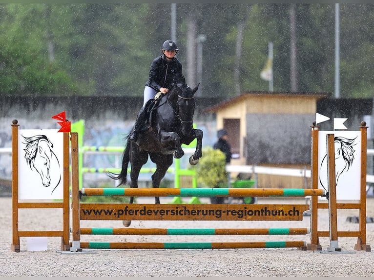 Schweizer Warmblut Wallach 5 Jahre 172 cm Dunkelbrauner in Zielebach