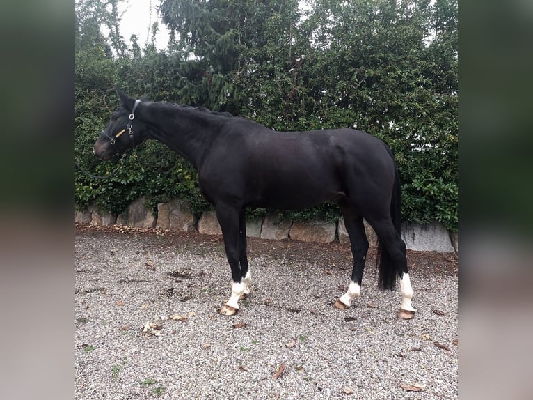 Schweizer Warmblut Wallach 5 Jahre 173 cm Dunkelbrauner in Kandern