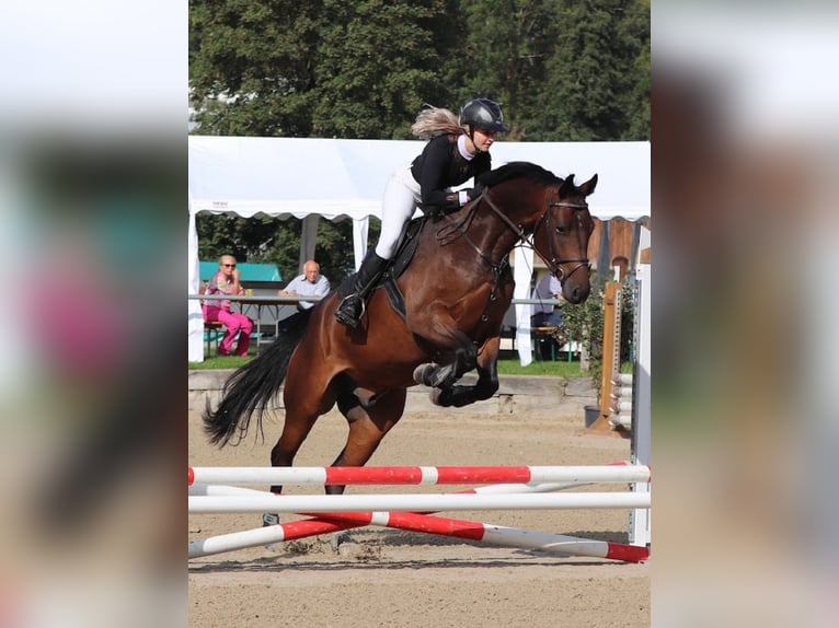 Schweizer Warmblut Wallach 5 Jahre 175 cm Brauner in Lyss