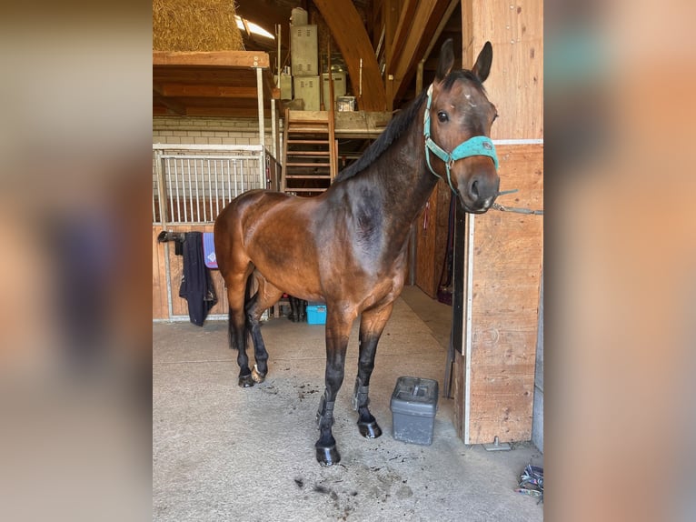 Schweizer Warmblut Wallach 5 Jahre 175 cm Brauner in Lyss