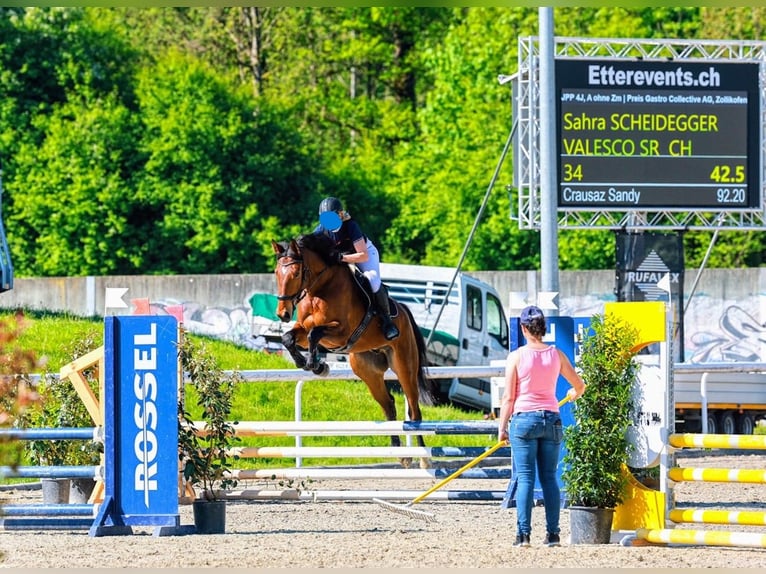 Schweizer Warmblut Wallach 5 Jahre 175 cm Brauner in Rohrbachgraben