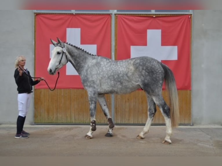 Schweizer Warmblut Wallach 5 Jahre 176 cm Schimmel in Bern