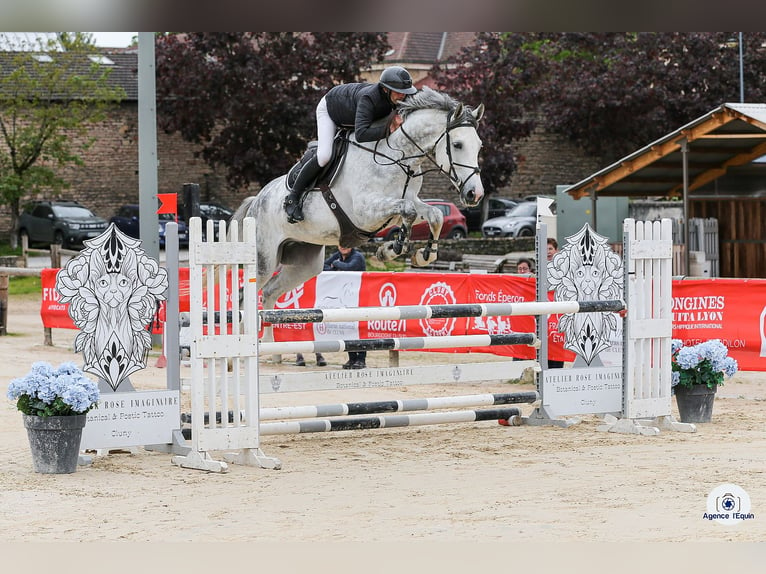 Schweizer Warmblut Wallach 5 Jahre 176 cm Schimmel in Bern