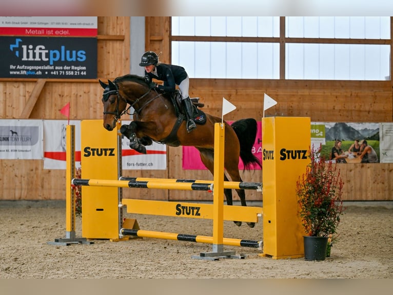 Schweizer Warmblut Wallach 5 Jahre Brauner in Oberriet SG