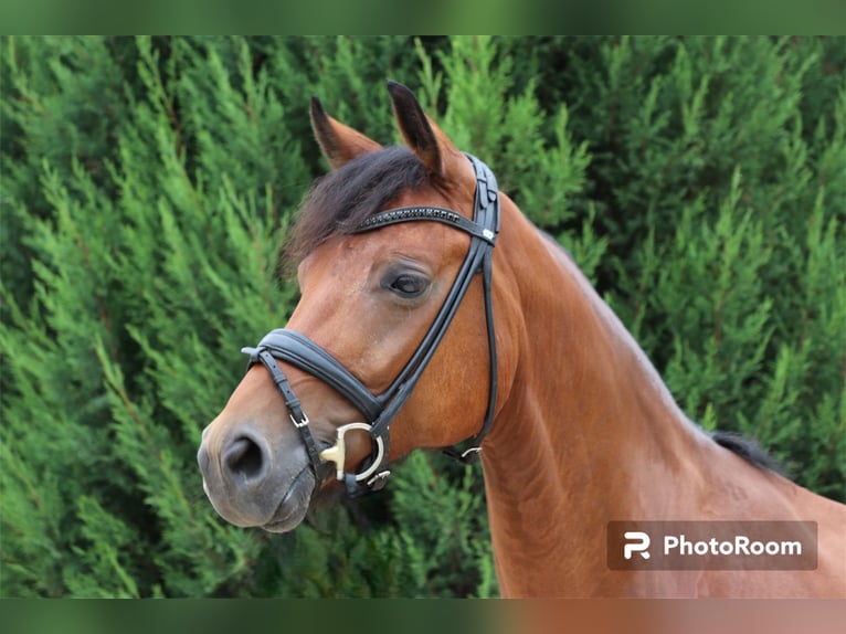 Schweizer Warmblut Wallach 6 Jahre 166 cm in Erftstadt