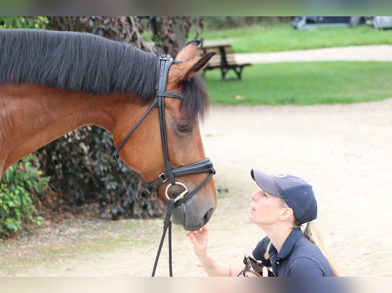Schweizer Warmblut Wallach 6 Jahre 166 cm in Erftstadt