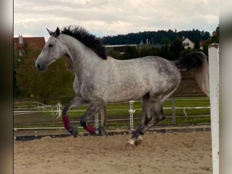 Schweizer Warmblut Wallach 6 Jahre 167 cm Schimmel in Ossingen