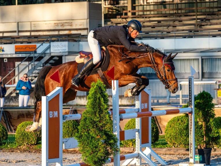 Schweizer Warmblut Wallach 6 Jahre 167 cm in Laufen