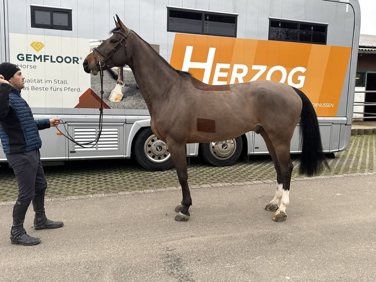 Schweizer Warmblut Wallach 6 Jahre 169 cm Brauner in Bad Säckingen
