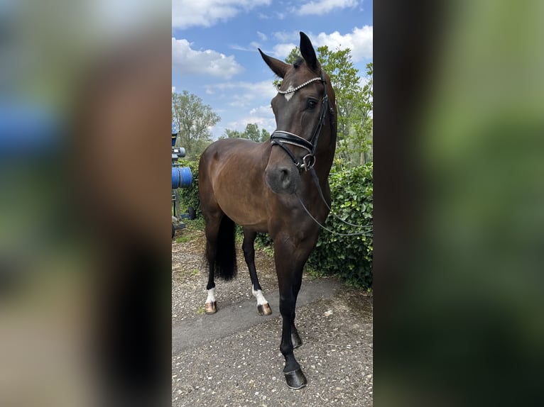 Schweizer Warmblut Wallach 6 Jahre 172 cm Dunkelbrauner in Niederkassel