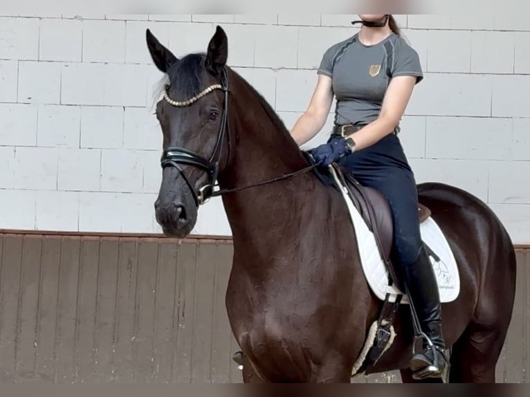 Schweizer Warmblut Wallach 6 Jahre 177 cm Rappe in Lohne (Oldenburg)