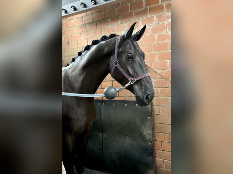 Schweizer Warmblut Wallach 6 Jahre 177 cm Rappe in Lohne (Oldenburg)