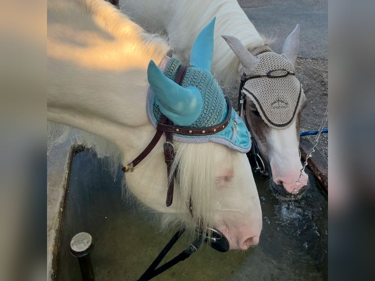 Schweizer Warmblut Mix Wallach 7 Jahre 140 cm Cremello in Niederhasli
