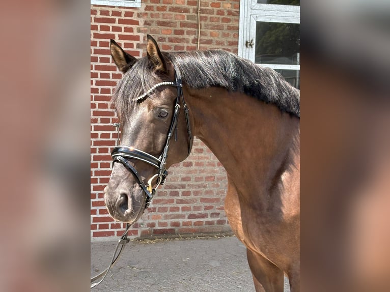 Schweizer Warmblut Wallach 7 Jahre 169 cm in Herford