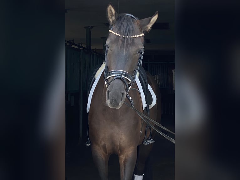 Schweizer Warmblut Wallach 7 Jahre 169 cm in Herford