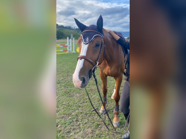 Schweizer Warmblut Wallach 7 Jahre 172 cm Fuchs in Worben